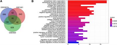 Identify Tcea3 as a novel anti-cardiomyocyte hypertrophy gene involved in fatty acid oxidation and oxidative stress